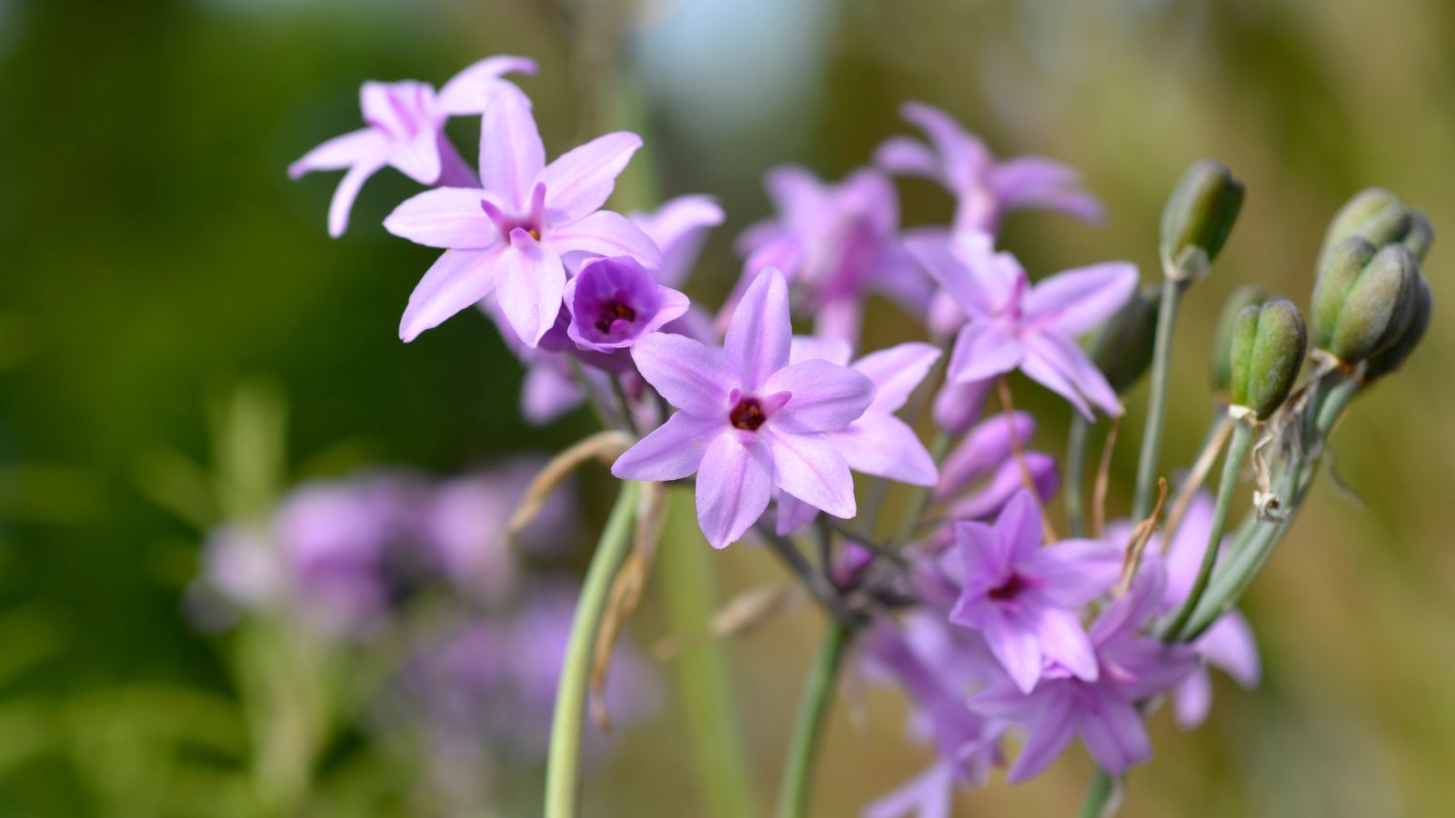 A closeup shot of Tulbaghia violacea flower clusters with a vibrant purple color, still having some closed buds surrounded by greens