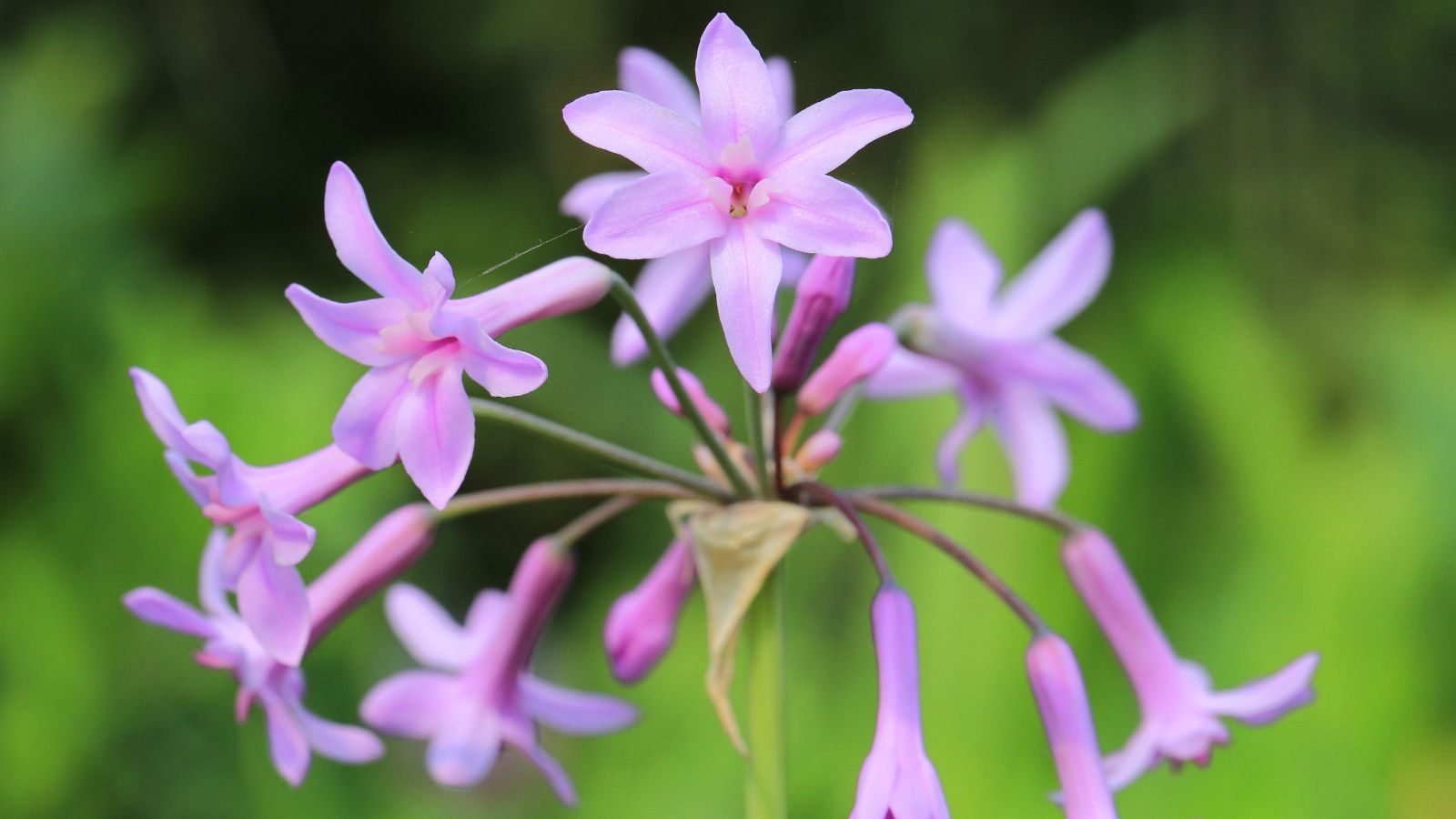 A closeup shot of Tulbaghia violacea, having delicate purple clusters of flowers surrounded by various green foliage