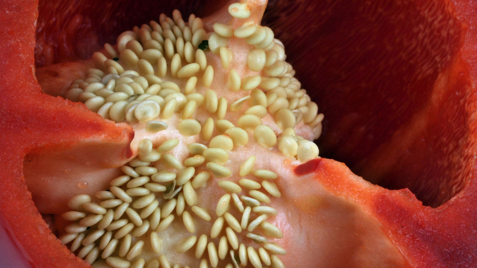 A closeup shot of a red capsicum's inside, with germs appearing attached to the flesh