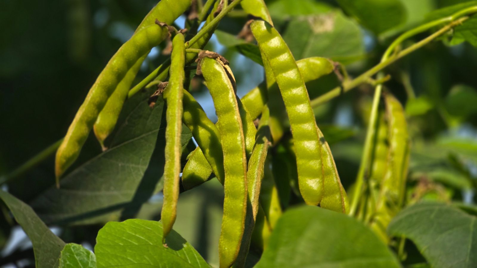 A closeup shot of the Pachyrhizus erosus pods having a lovely green color surrounded by lush foliage under sunlight