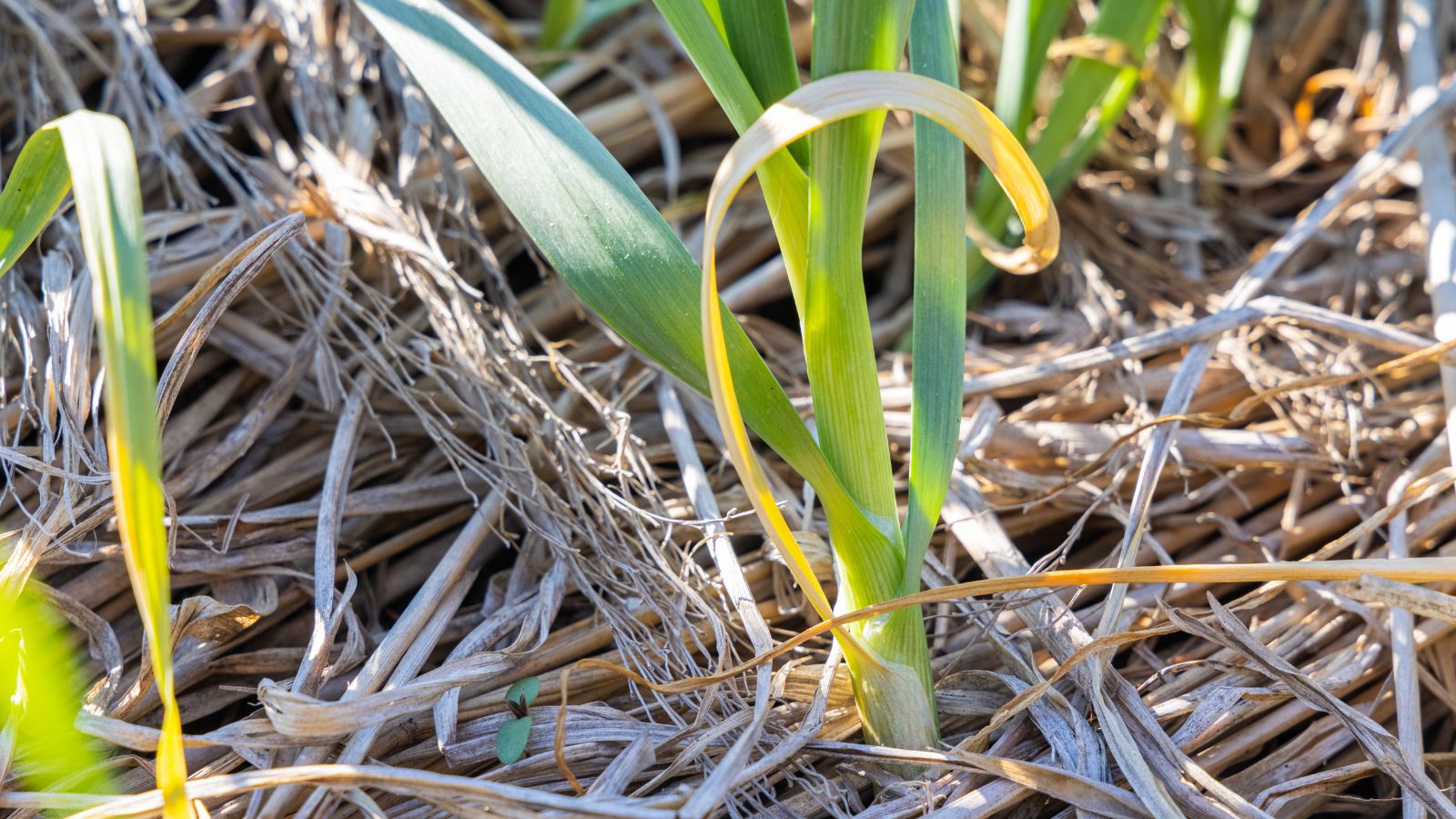 A damaged Allium ampeloprasum var. ampeloprasum plant caused by infection, appearing to have long green leaves that look slender with bright green color