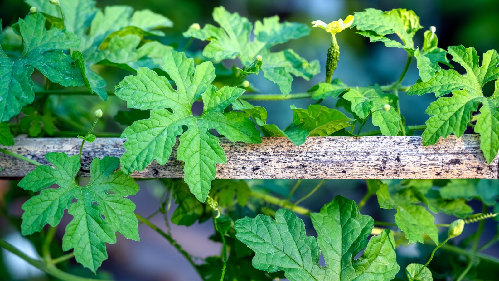 A healthy Momordica charantia vine crawling on a wooden support, located somewhere with bright sunlight