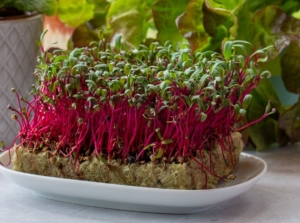 A layer of swiss chard microgreens, placed in a growing medium on a white tray with other leafy greens in containers looking lush in the background