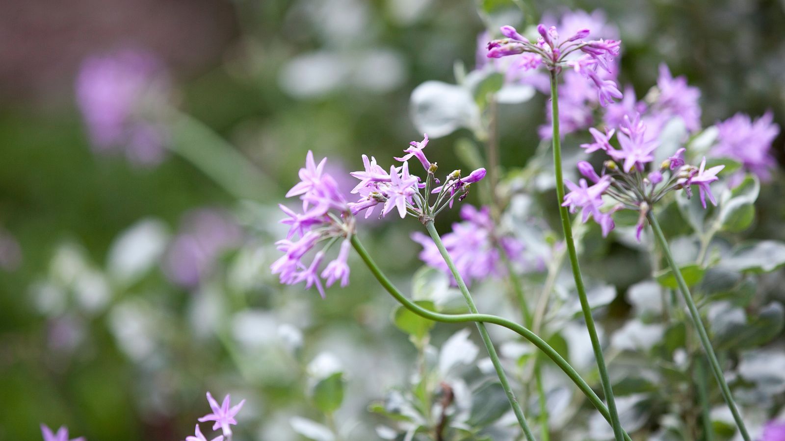 A lovely shot of Tulbaghia violacea plants with purple blooms, looking lovely and healthy under bright sunlight