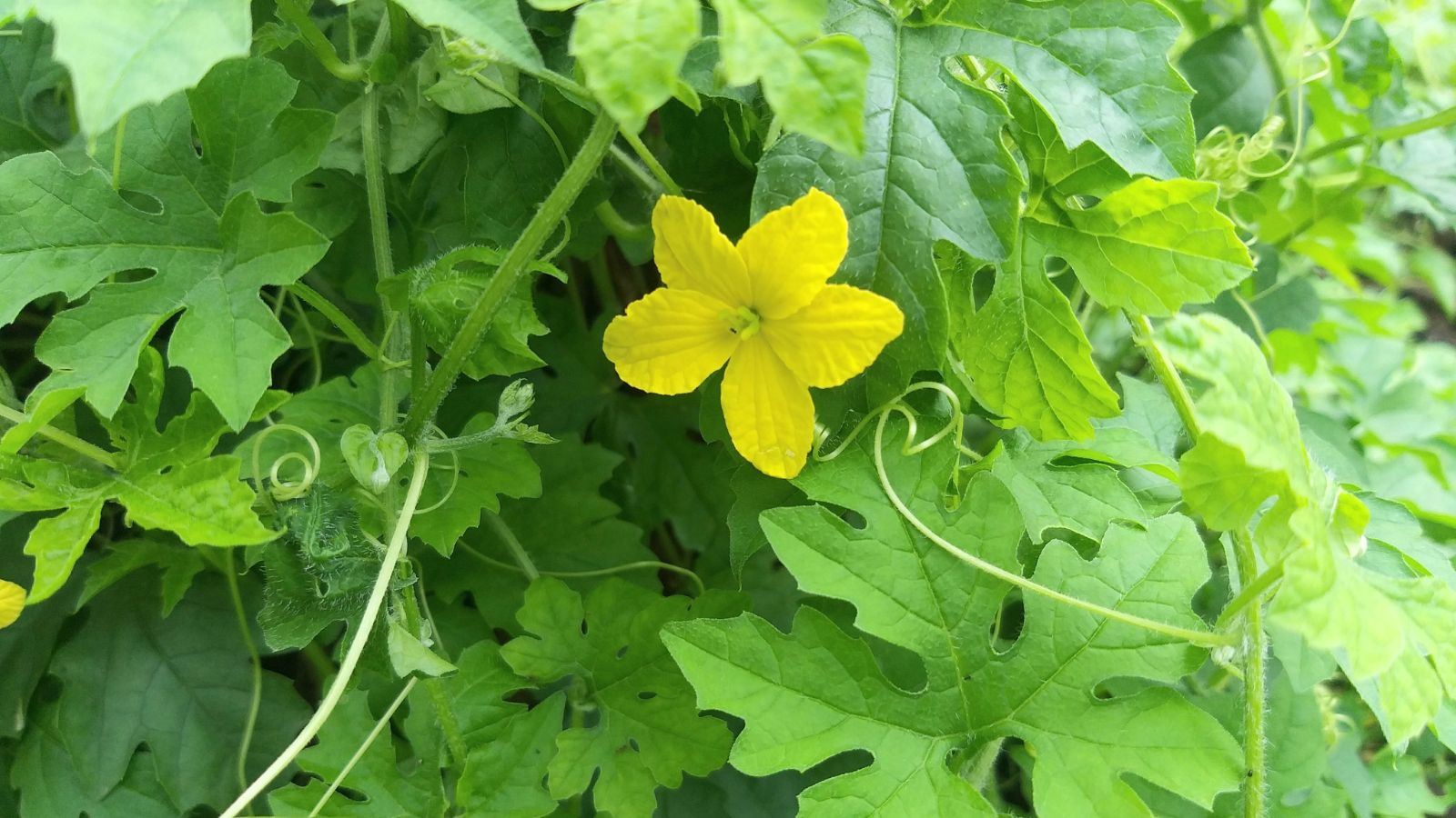 A lush Bitter Melon plant with broad irregular leaves and a bright yellow flower in the middle of the foliage