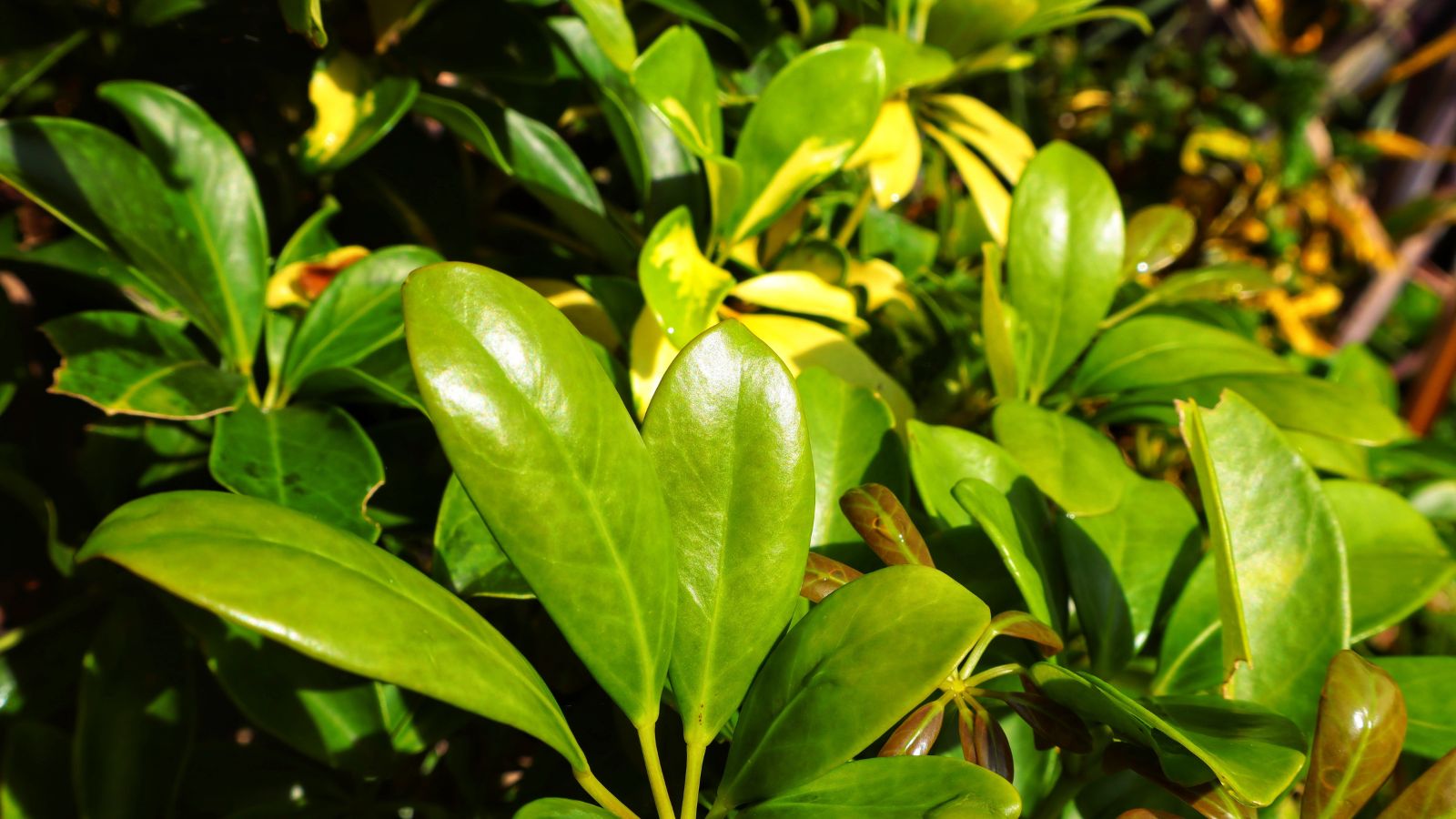 A lush layer of waxy Illicium verum leaves, appearing long and vibrant green surrounded by plant debris placed under warm sunlight