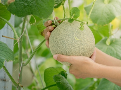 A man holding a fruit one of various cantaloupe varieties, growing in a garden with vines surrounding the crop