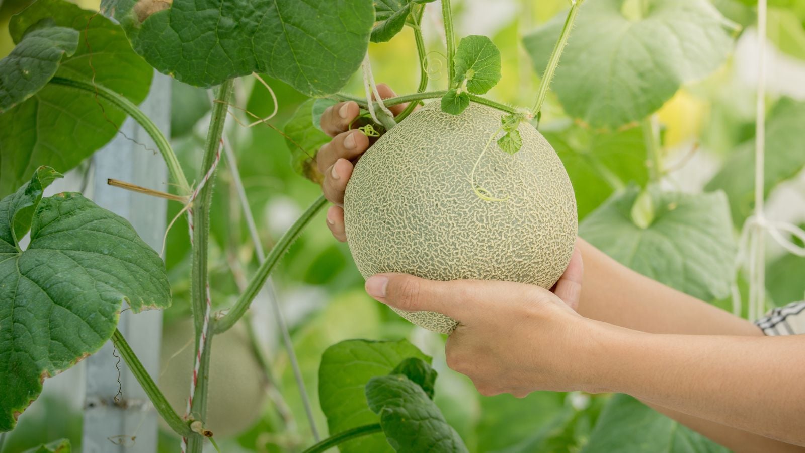 A man holding a fruit one of various cantaloupe varieties, growing in a garden with vines surrounding the crop