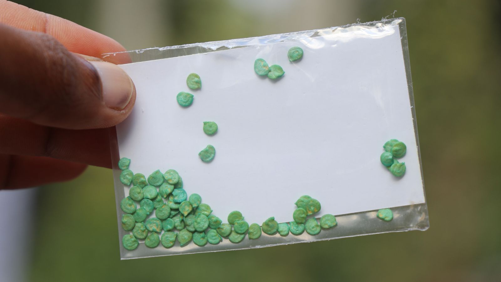 A packet of capsicum germs appearing small and having a light green hue