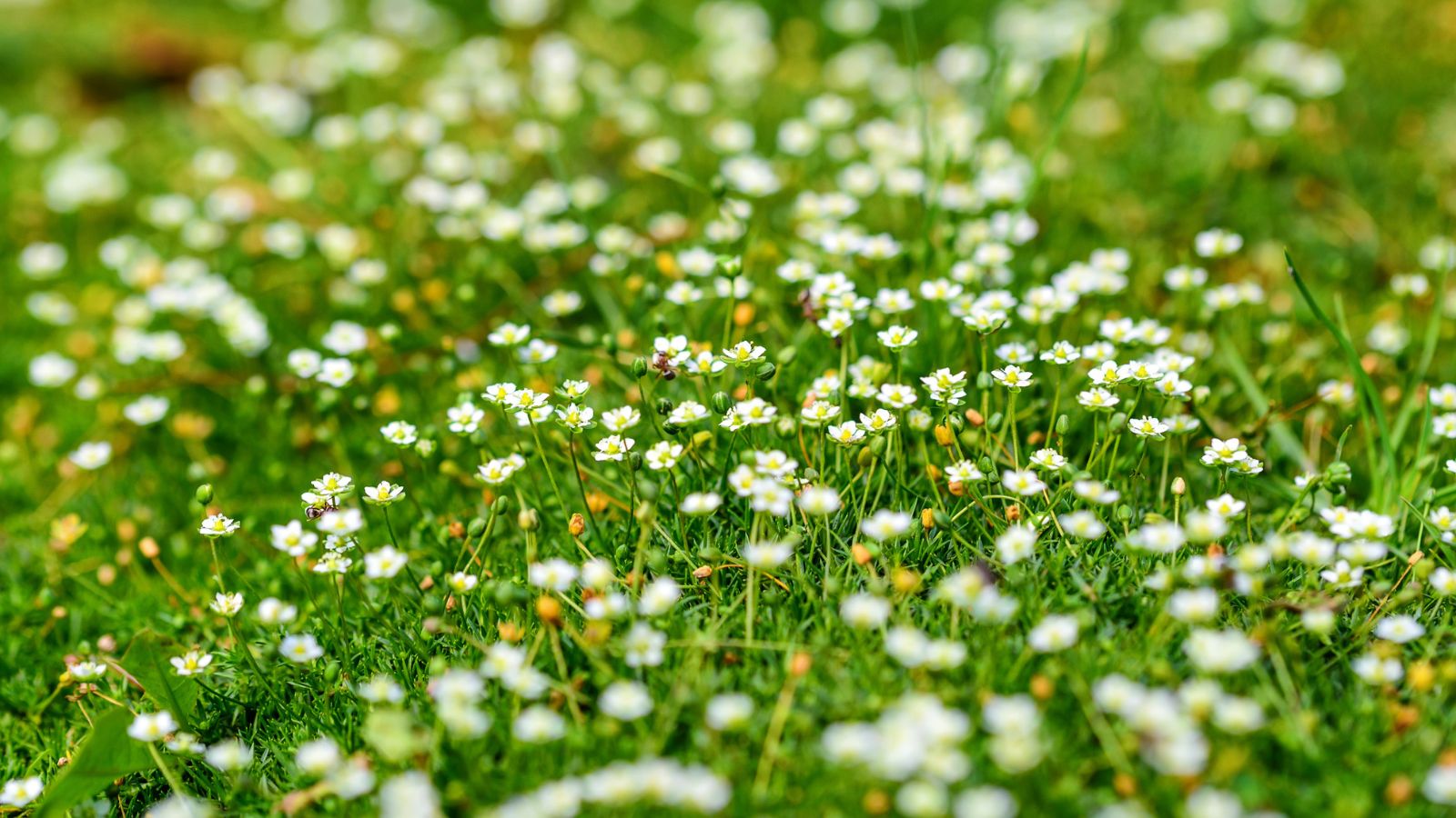 A blooming patch of lawn substitute appearing vibrant green in color with countless white, dainty flowers