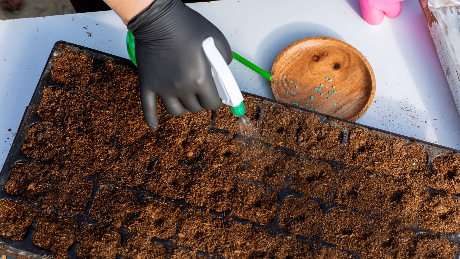 A person using a spray bottle to moisten soil in a seed tray placed somewhere with sunlight