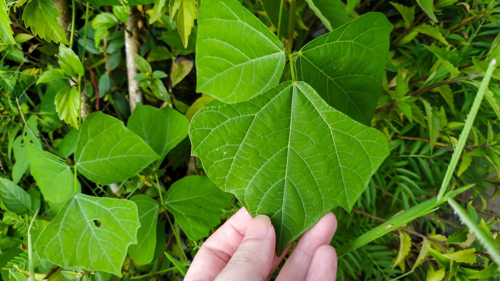 A person using bare fingers to touch a Pachyrhizus erosus leaf, appearing to be broad and textured with a vibrant green color