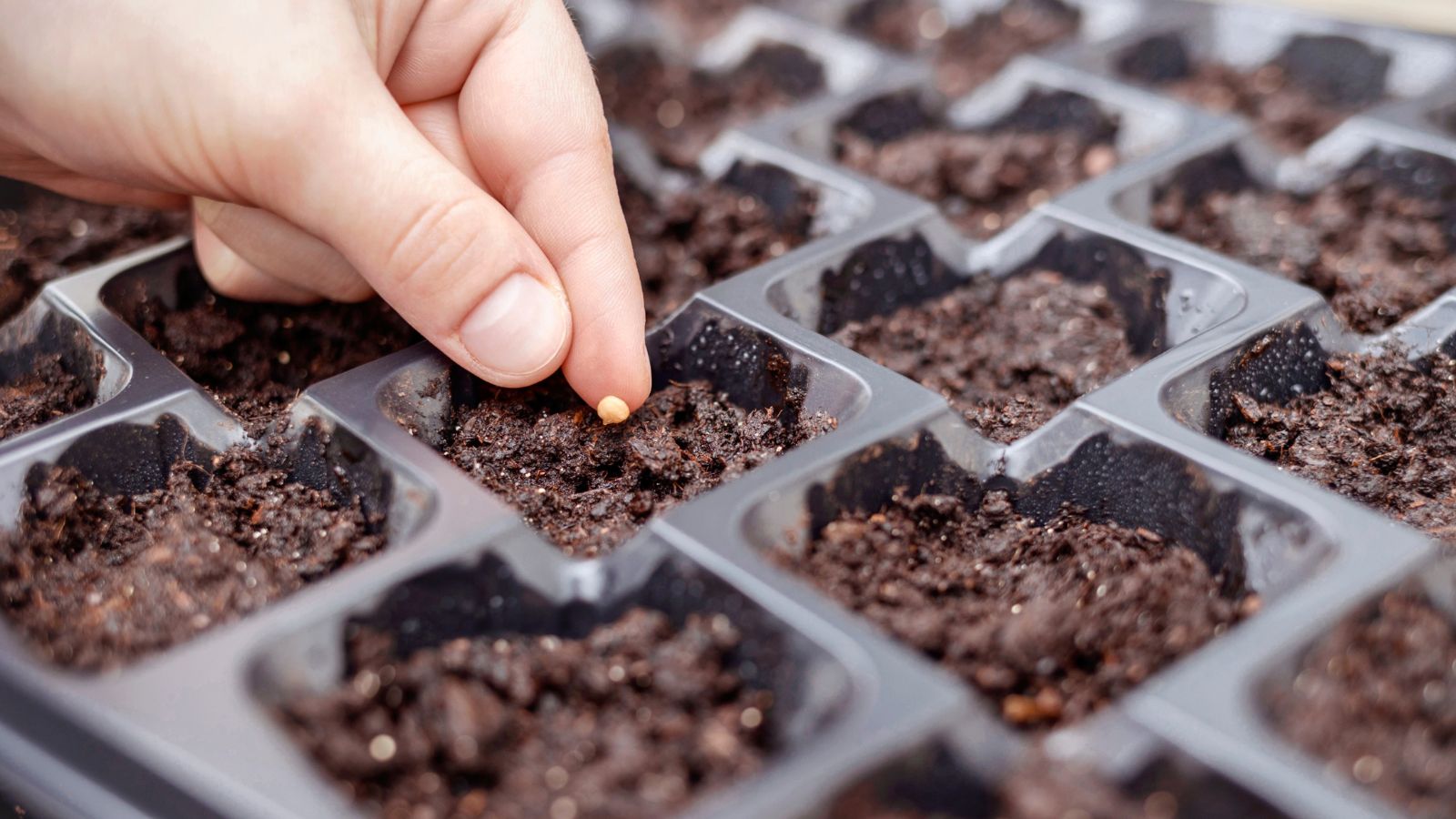 A person using finger to place germ in a seed tray cell, each compartment full of dark brown soil