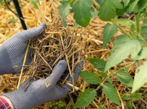 A person wearing gloves holding straw mulch in hands, appearing yellow and dry placed at the base of a plant