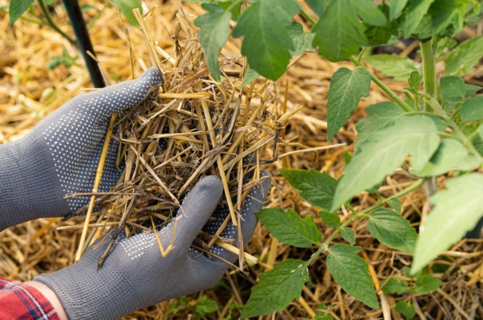 A person wearing gloves holding straw mulch in hands, appearing yellow and dry placed at the base of a plant