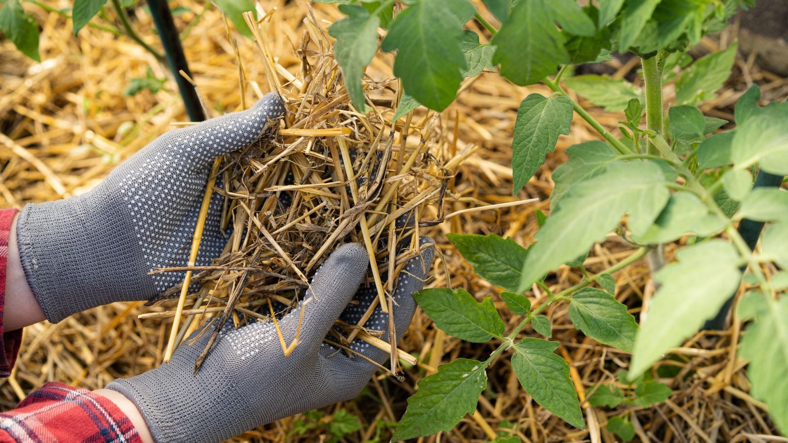 A person wearing gloves holding straw mulch in hands, appearing yellow and dry placed at the base of a plant