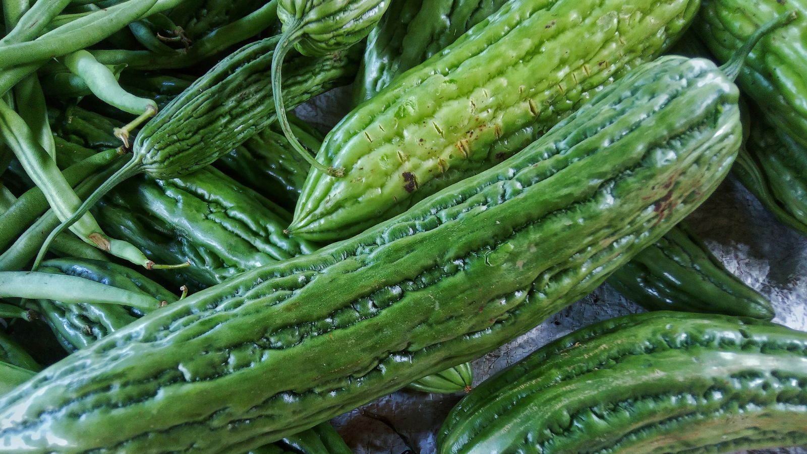 A pile of Momordica charantia crops, placed on top of one another appearing to have green and bumpy skin