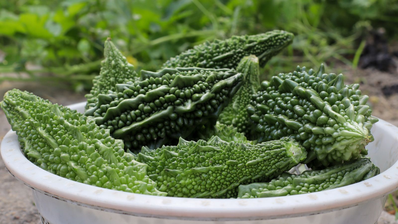 A plastic container filled with bumpy and green Momordica charantia crops, placed on the ground surrounded by lovely greens