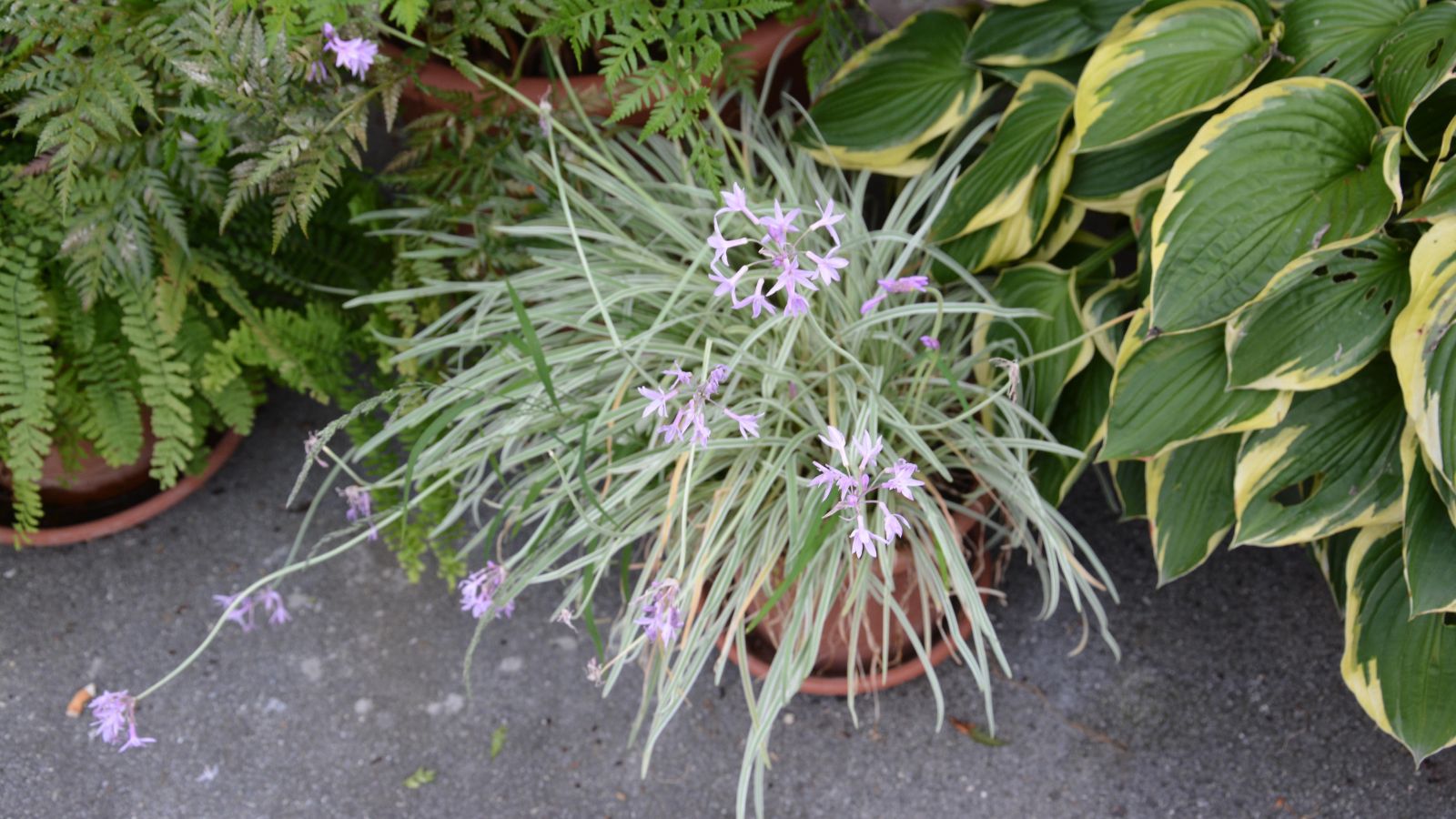 A potted Tulbaghia violacea appearing to have lush slender leaves, having lovely blooms with delicate petals placed beside other potted plants