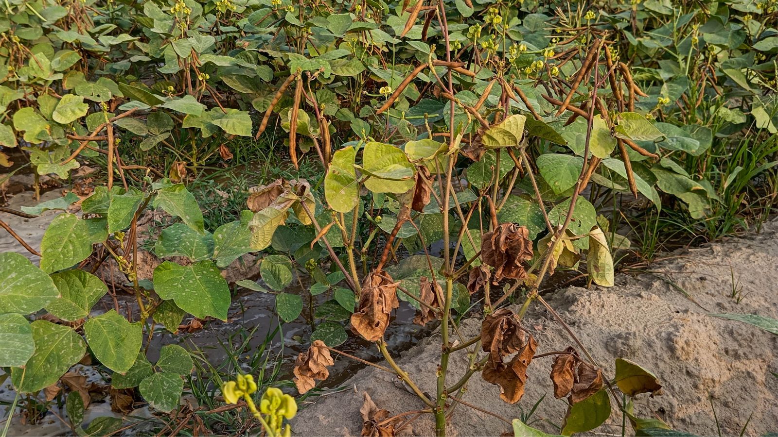 A shot of a composition of wilted legume crops on a large farm area outdoors