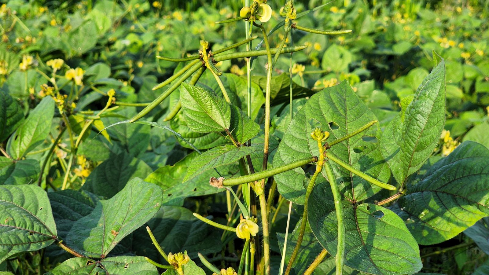 A shot of a developing legume crop and its foliage, basking in bright sunlight outdoors