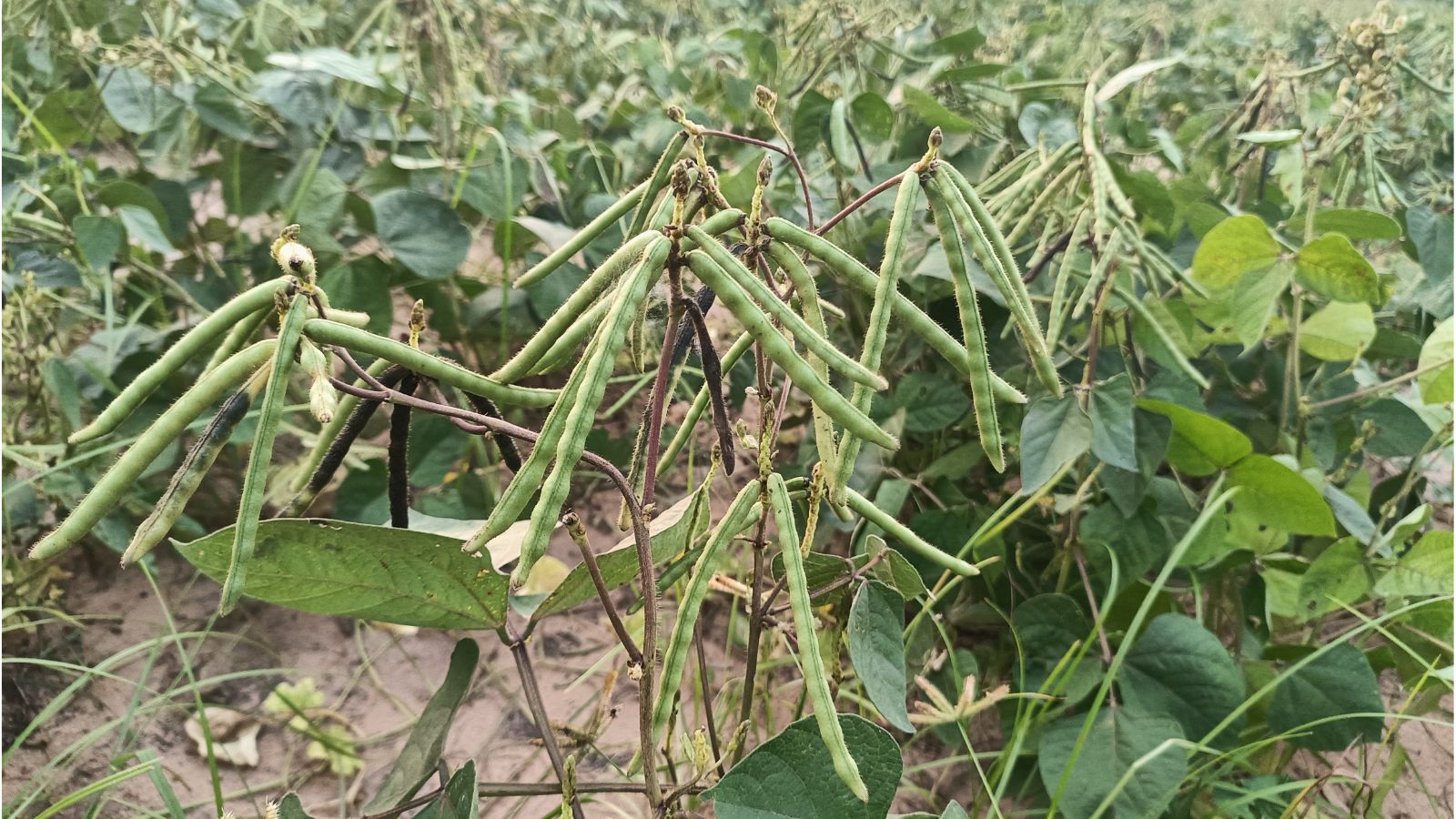 A shot of a large composition of developing legumes, their pods, and their foliage in a well lit farm area outdoors