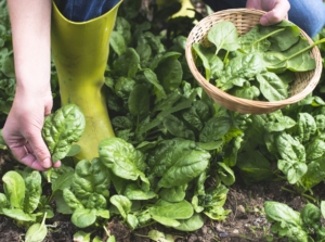 A shot of a person showing how to harvest spinach