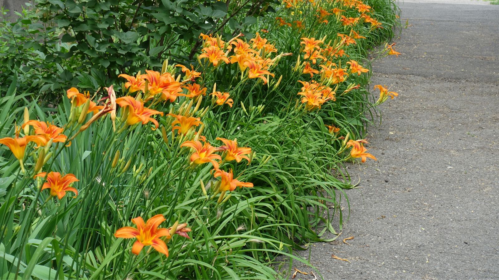 A shot of a row of orang colored flowers along a border in a well lit area outdoors