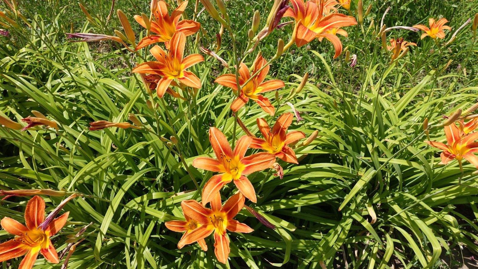 A shot of new growth of developing orange flowers placed in a well lit area outdoors