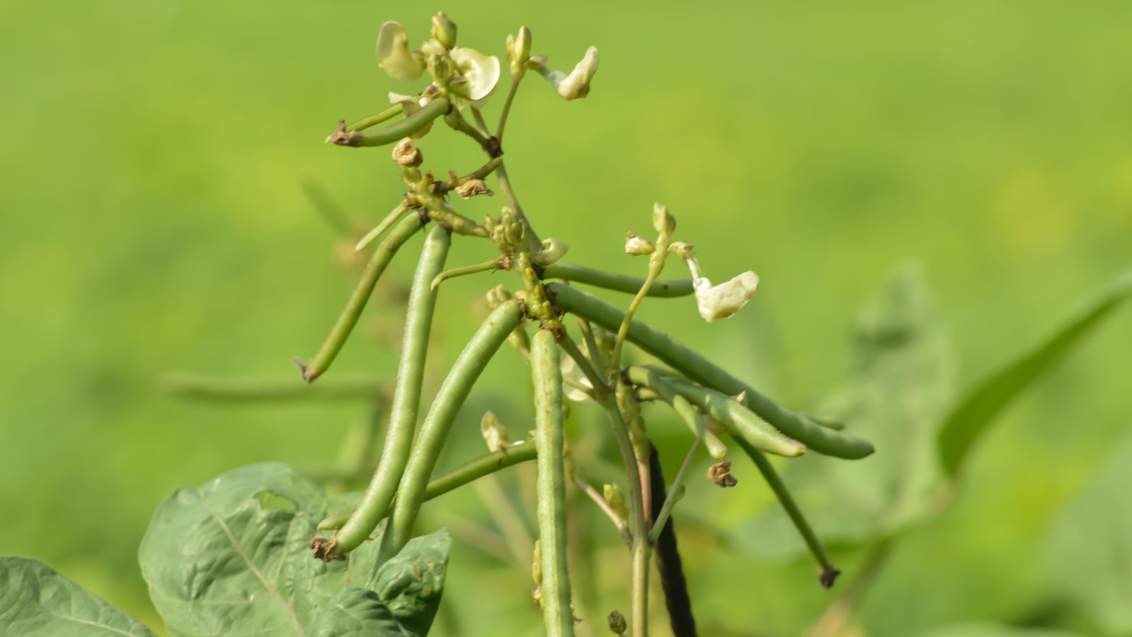 A shot of several developing pods of a plant, basking in bright sunlight outdoors
