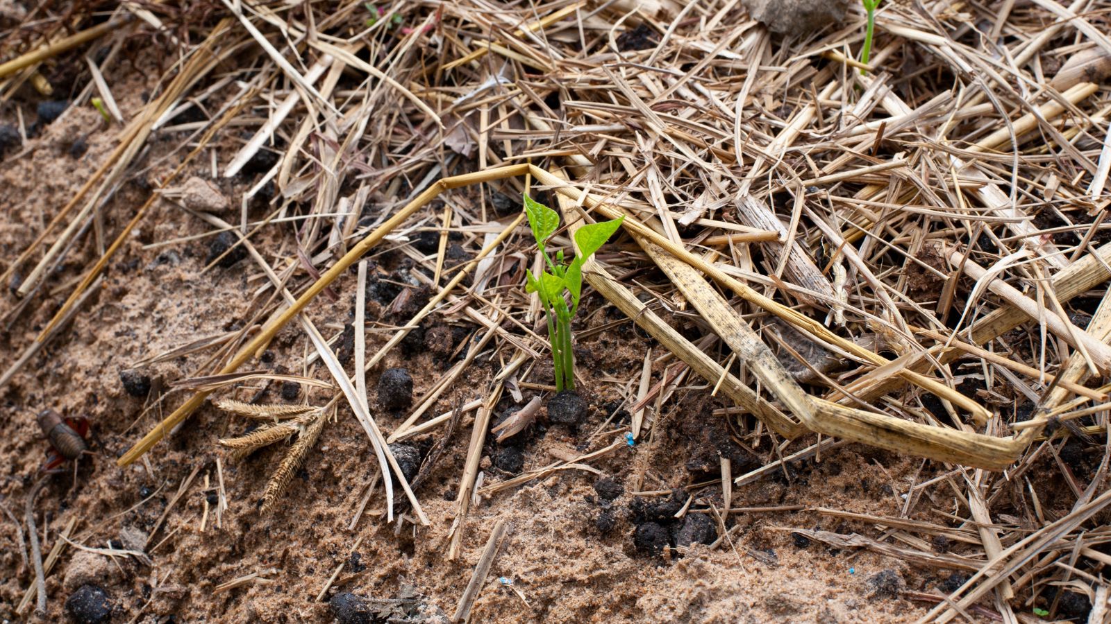 A small and young Pachyrhizus erosus seedling popping up from the damp ground, appearing to be covered in various dry plant debris