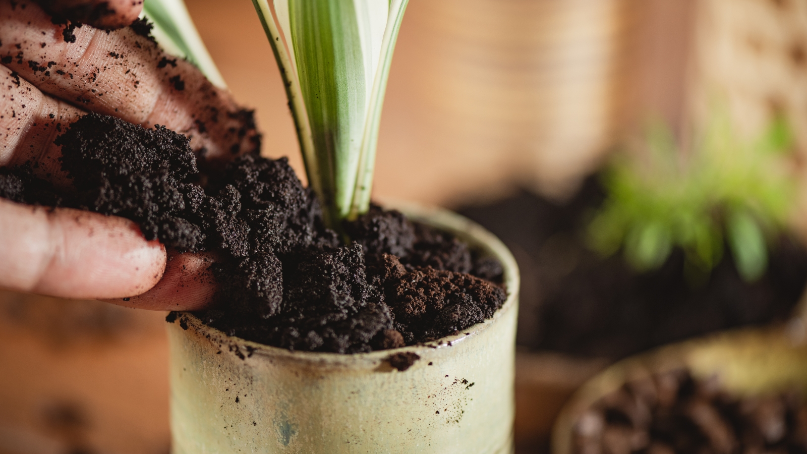 A hand gently sprinkles a dark mixture into the soil of a potted plant with long, pointed green leaves, the earthy substance blending into the surrounding soil as the plant’s fresh, smooth foliage stands out in the natural light.