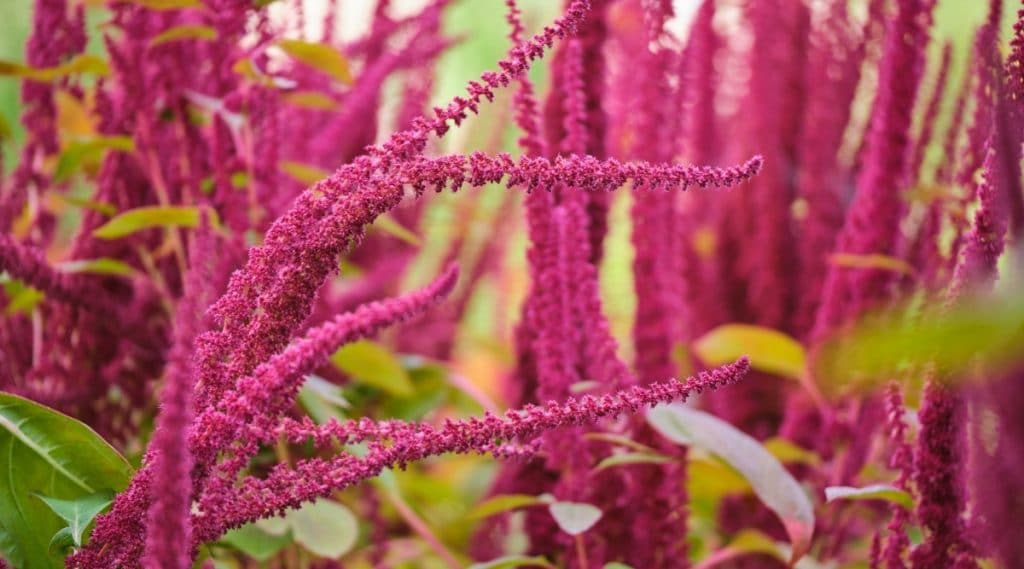 Amaranthus