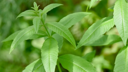 An Aloysia citrodora appearing healthy with vivid green leaves and stems in a sunny garden
