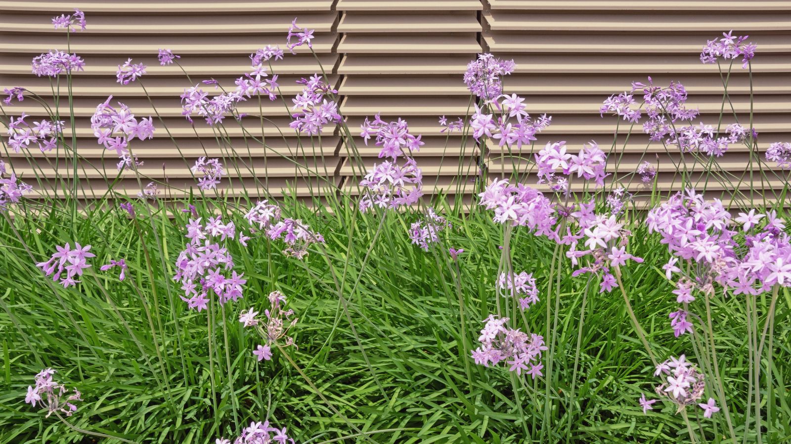 An are filled with Tulbaghia violacea plants having bright green leaves, looking long slender with lovely pink blooms under warm light
