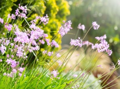 An area with lovely society garlic plants with tiny purple flowers, placed somewhere with lots of direct sunlight