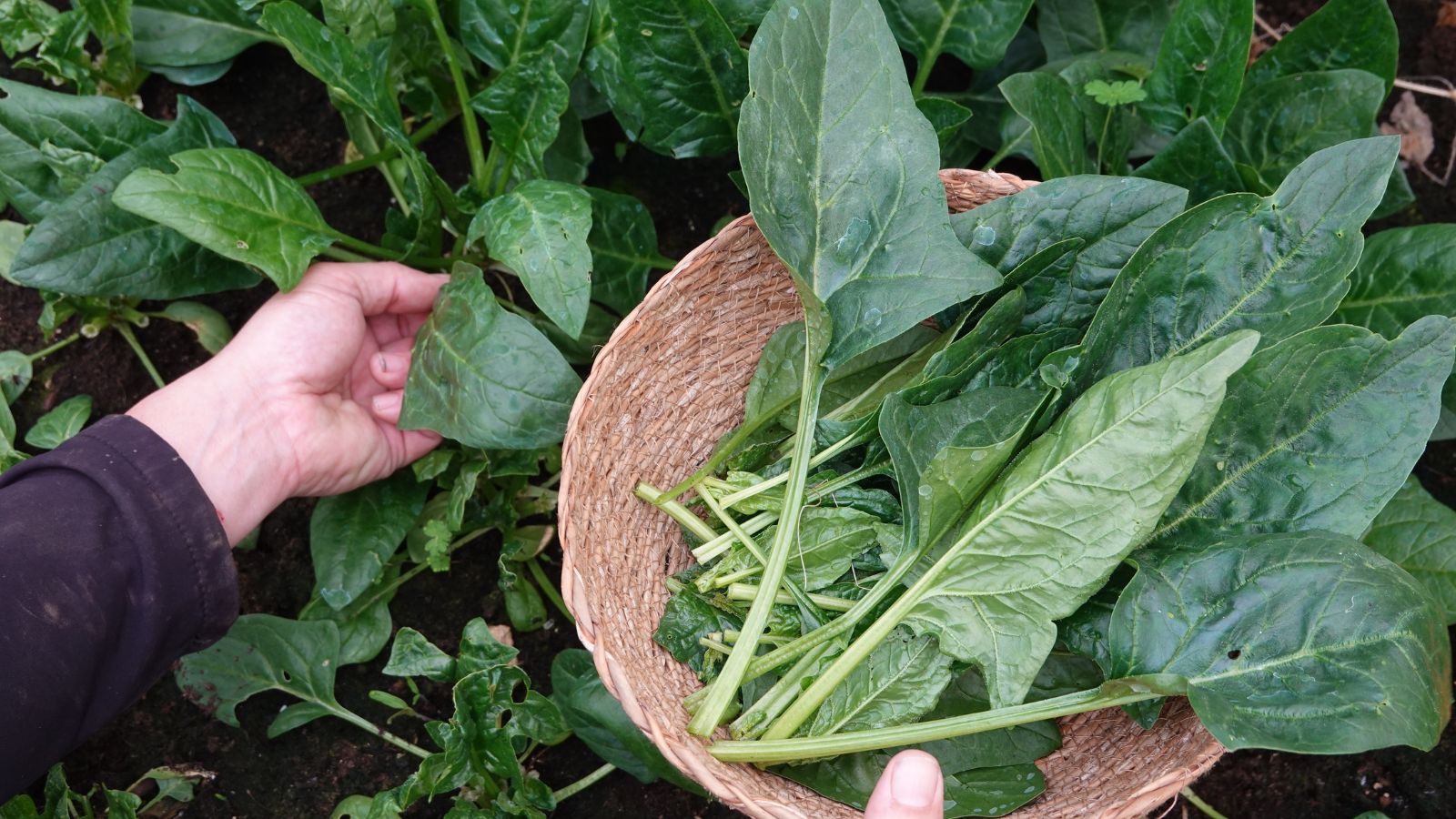 An overhead shot of a person in the process of collecting crops, placing the harvested pieces in a woven basket