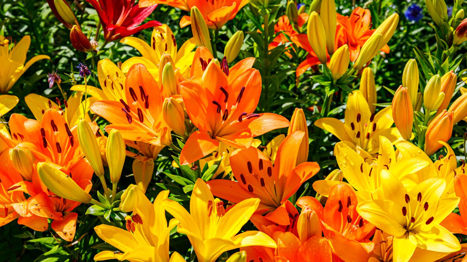 An overhead shot of several flowers basking in bright sunlight outdoors