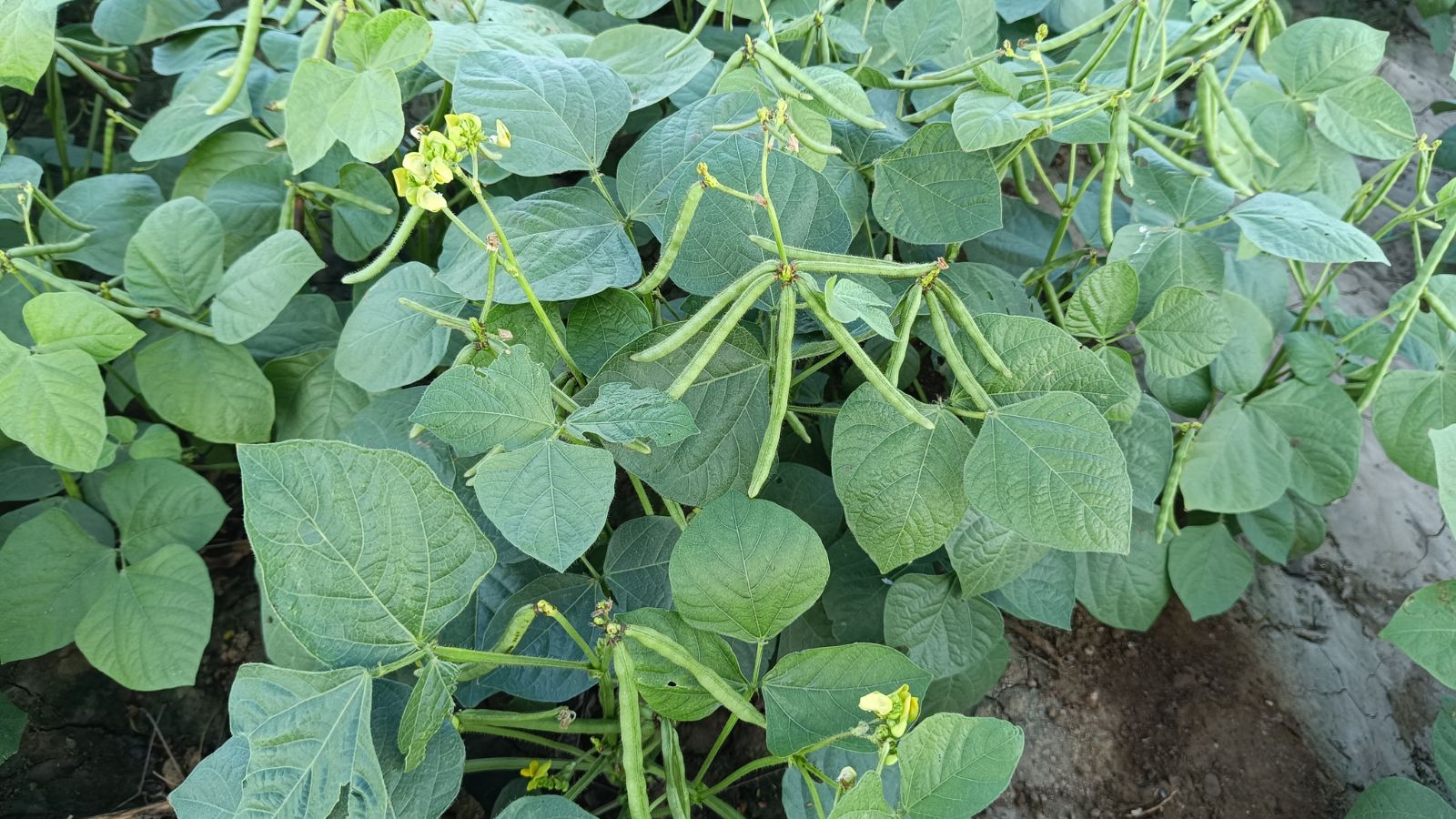 An overhead shot of several leaves and pods of a developing crop in a well lit area outdoors
