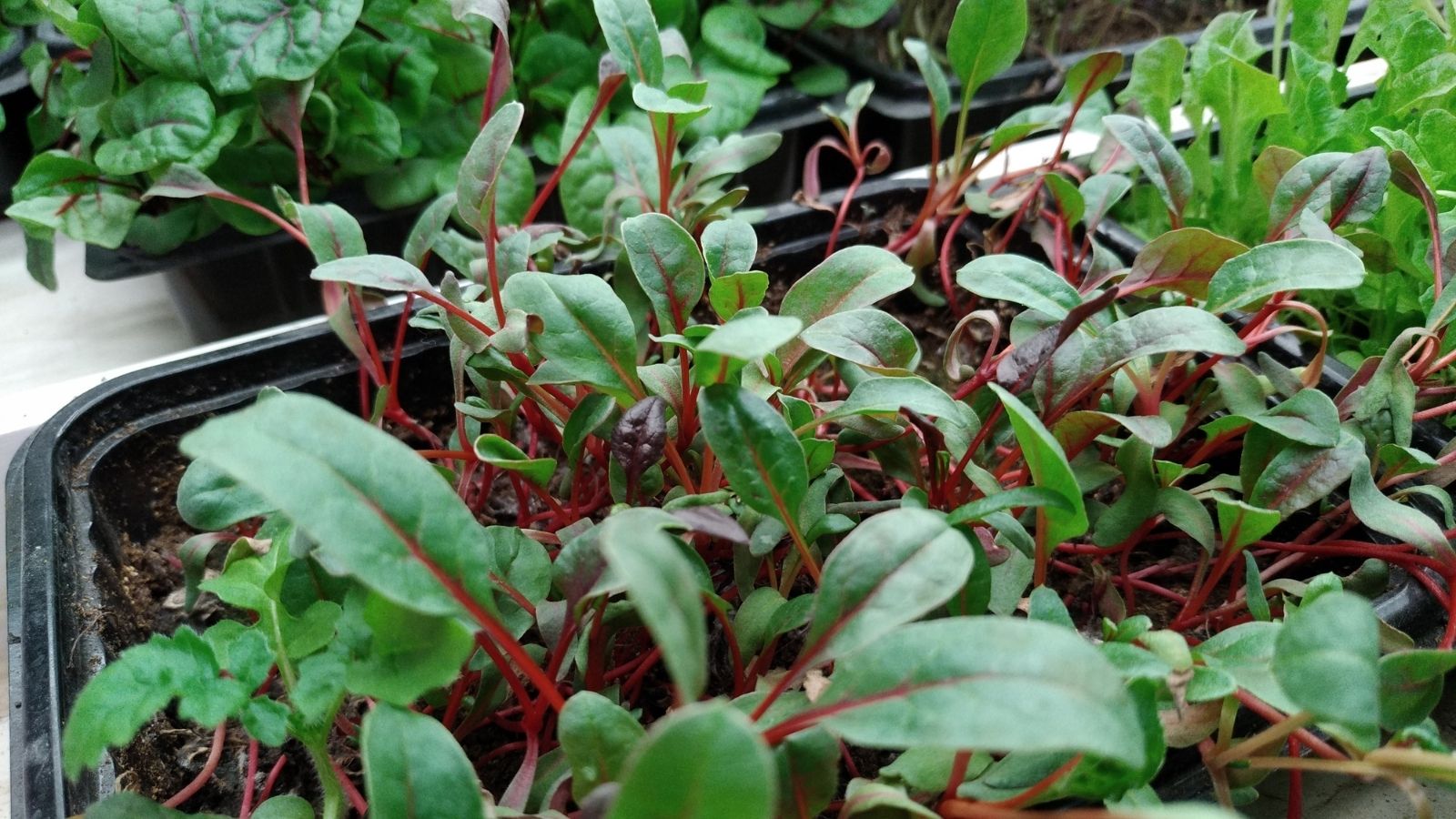 Beta vulgaris subsp. cicla sprouts in a black tray, appearing to have young leaves with bright red stems under the light