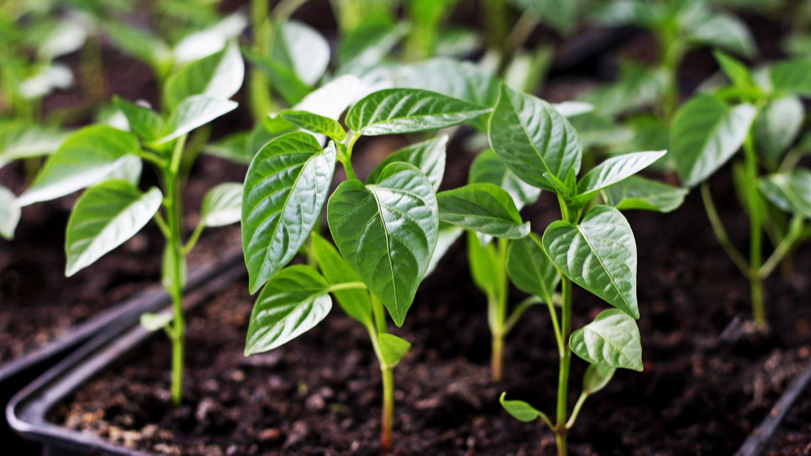 Black trays filled with capsicum sprouts appearing to have glossy green leaves