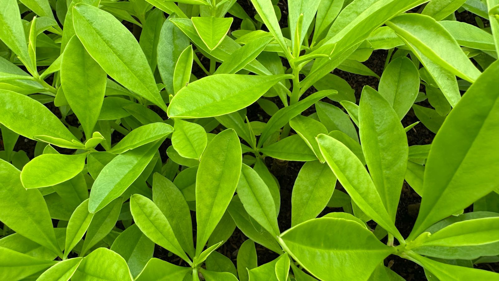 Bright green Illicium verum leaves, appearing thick and waxy placed somewhere with a lot of sunlight
