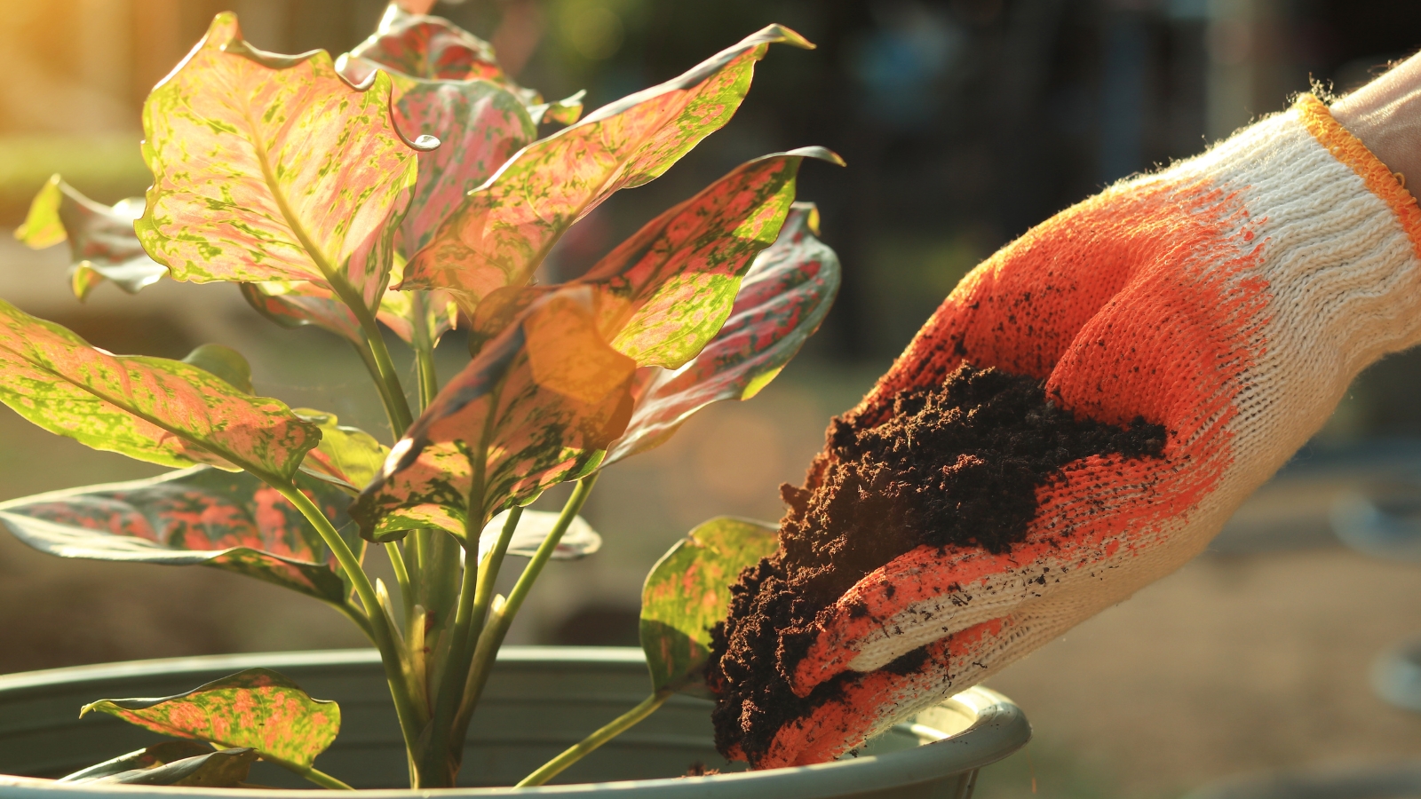 A hand, wearing a glove covered in a dark substance, carefully adds the mixture to a potted plant with large, pointed leaves featuring vibrant red and yellow hues, their colorful veins standing out against the earthy tones of the pot.