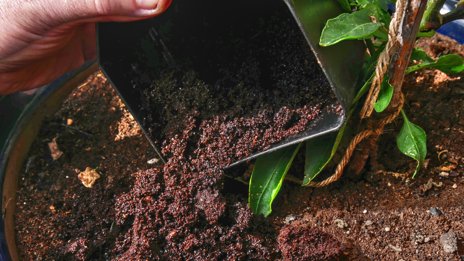 A hand pours a dark brown mixture into the soil around a plant with broad, glossy green leaves, the rich brown color of the mixture blending into the surrounding soil, providing a nourishing layer for the vibrant greenery.