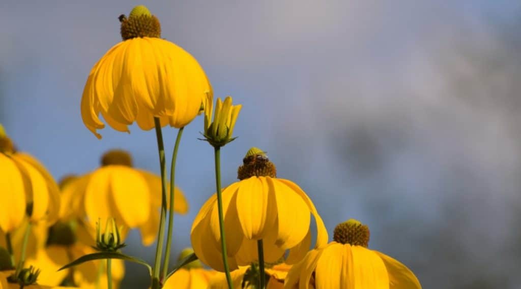Yellow Coneflower