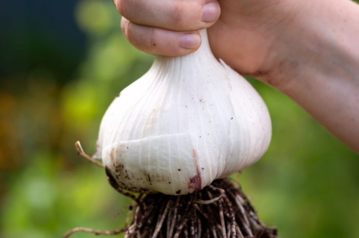 A person using bare hand to hold a huge Elephant garlic with long roots underneath still caked in dirt