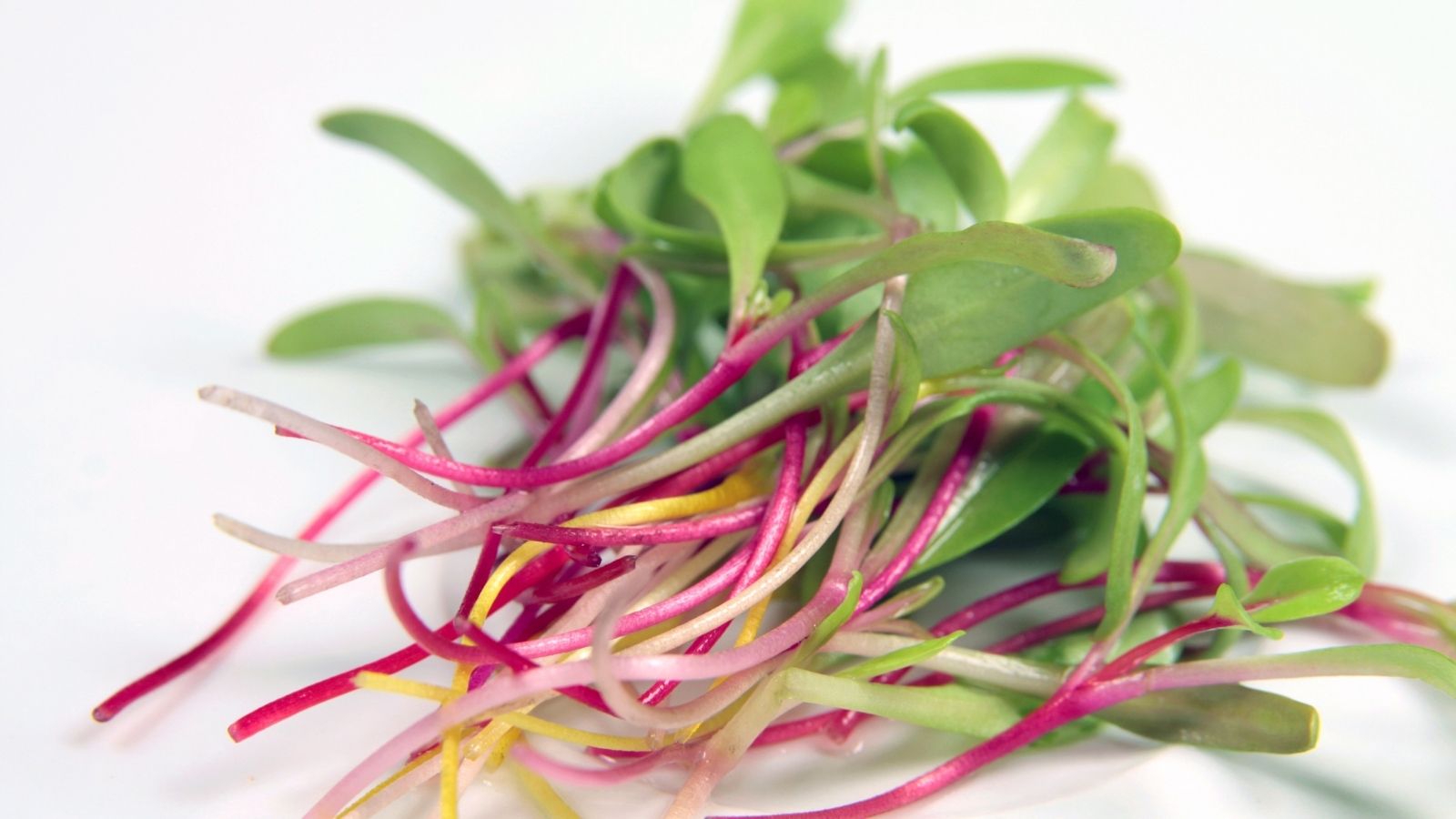 Harvested bunch of Beta vulgaris subsp. cicla sprouts, placed on top of one another on a pure white surface