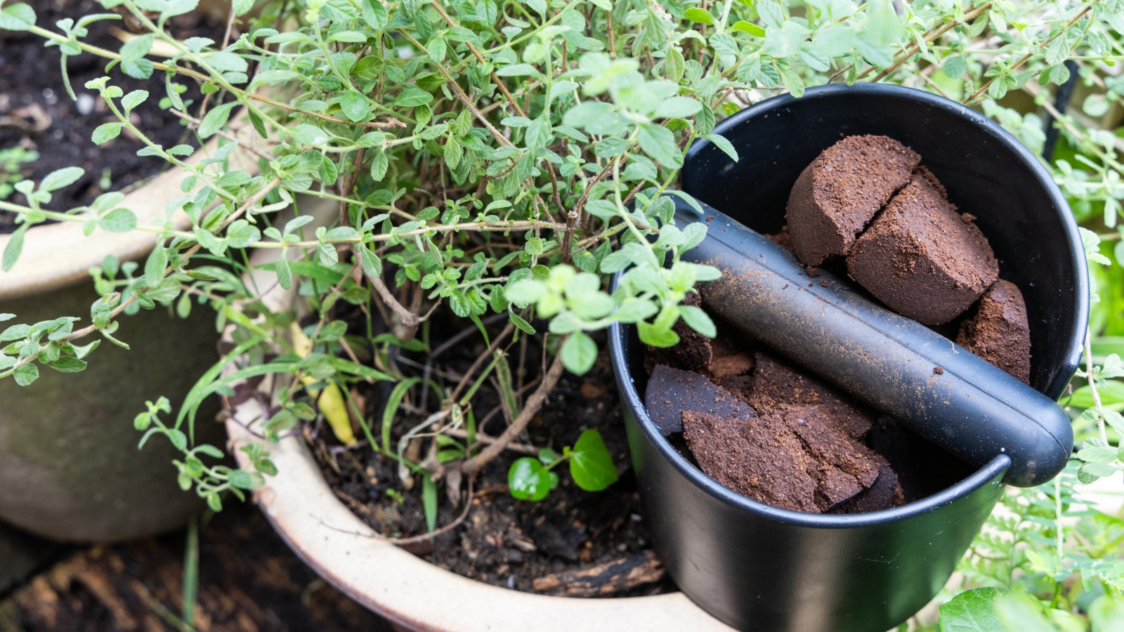 An herb plant with slender green stems and small leaves sits in a white pot, alongside dark brown discs resting on the surface of the soil, the mixture of living greenery and compacted organic material contrasting sharply.