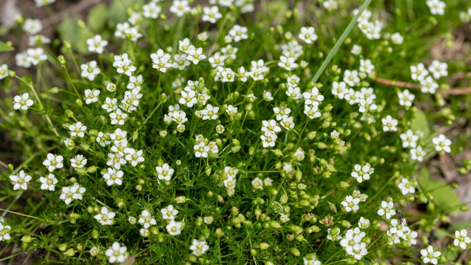 A patch of thriving Irish moss with bright green blades and small, cute flowers with white petals covering an area