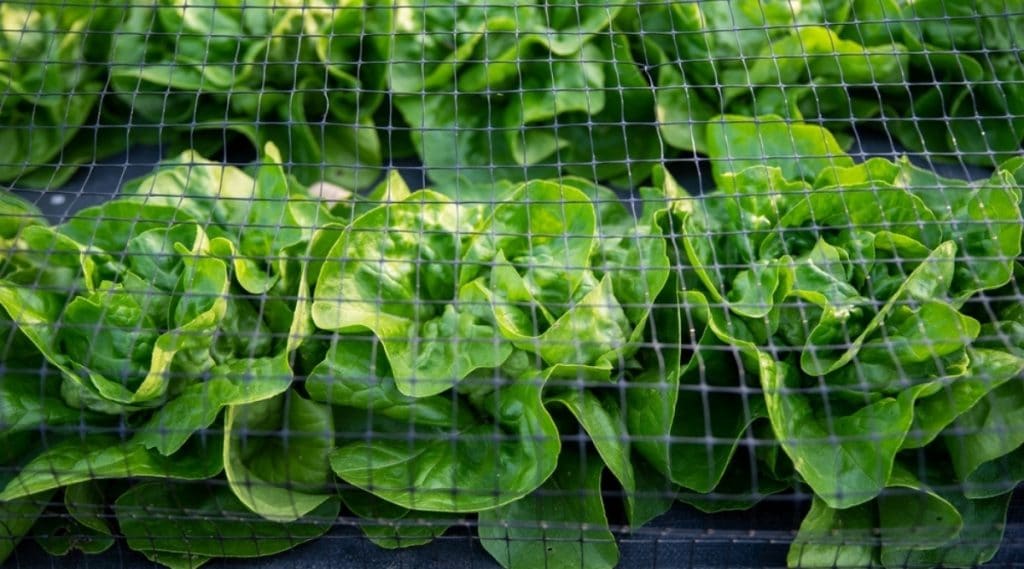 Lettuce With Netting Protecting It